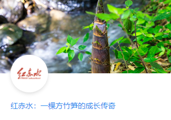 红赤水：一棵方竹笋的成长传奇